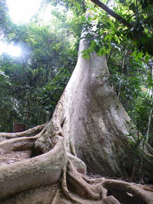 タマンネガラの巨木